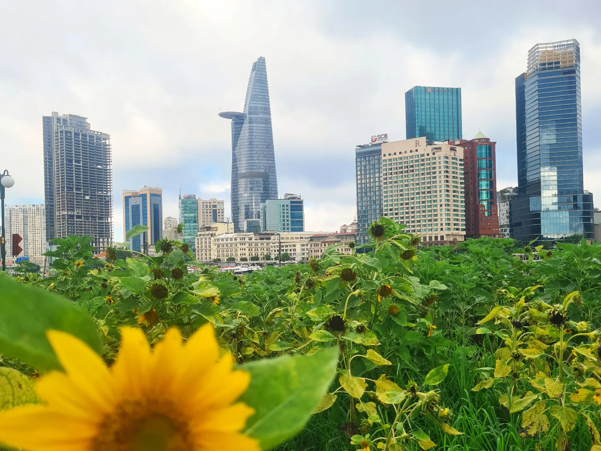  Skyline of the business district of Ho Chi Minh City behind a sunflower field 