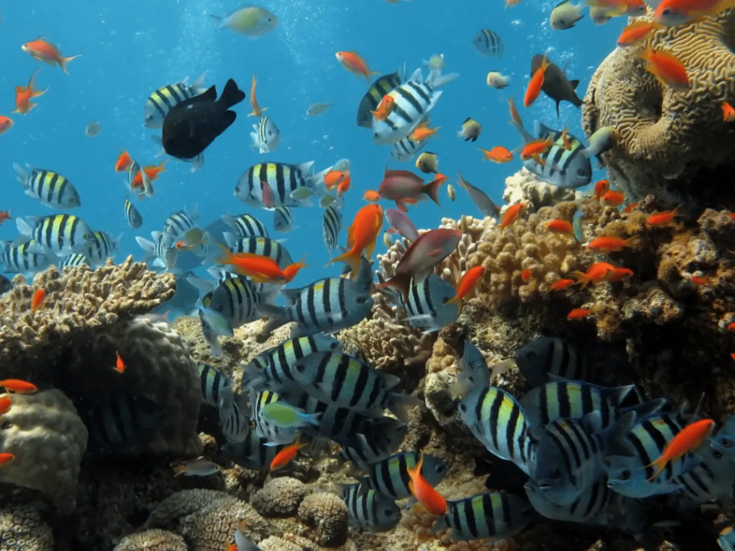  Tropical colourful fish around a reef underwater off Cham Island off Hoi An, a popular holiday destination in Vietnam 