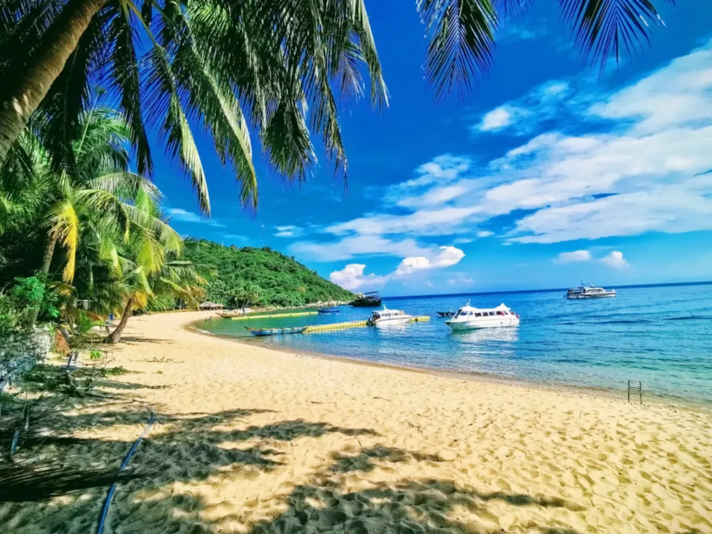  Beautiful tropical beach with turquoise water and palm trees on Cham Island off Hoi An, a popular holiday destination in Vietnam 