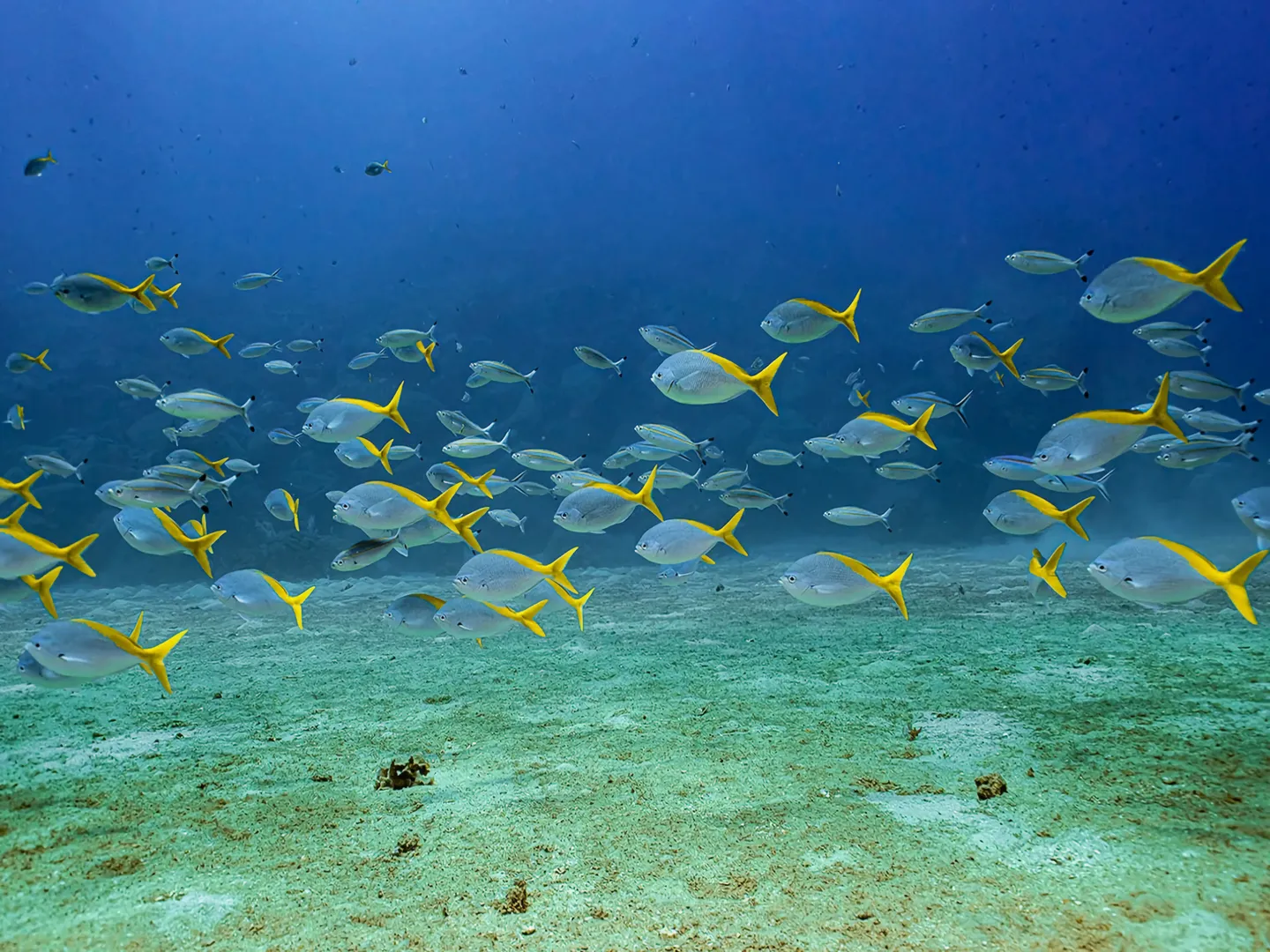  Tropical colourful fish underwater off Cham Island off Hoi An, a popular holiday destination in Vietnam 