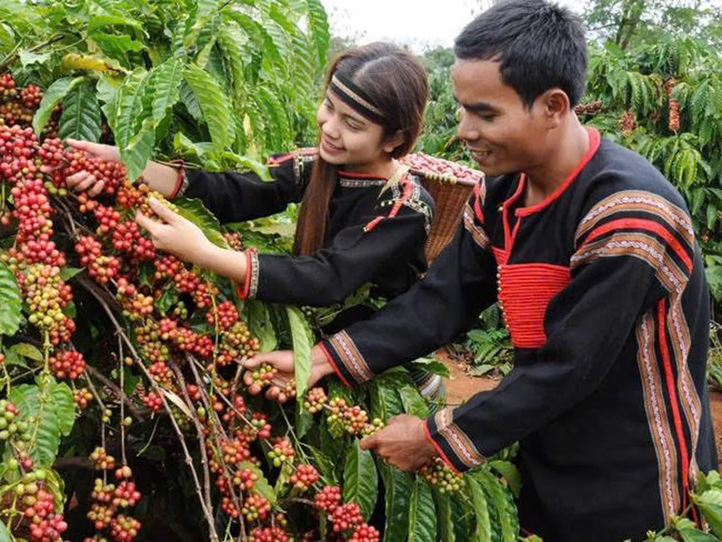  Visit a coffee garden in the Da Lat Highlands 