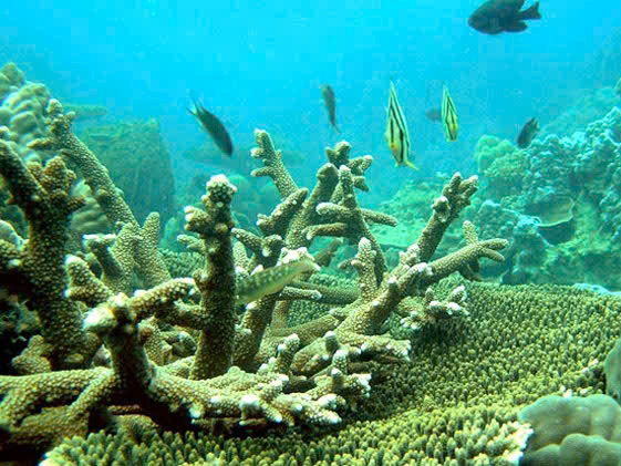 Snorkelling in the clear waters of Vinh Hy Bay